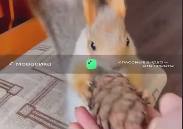 Белка с шишкой бегает смотреть онлайн