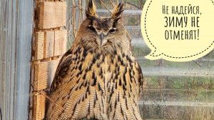 Сова Ёль замочила всех своих гусей, я копаю траншейки и показываю бессмертные цветочки