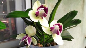 Как омолодить фаленопсис Альбуфера Пелорик. Как получить детку орхидеи. Отделяем детку от орхидеи.