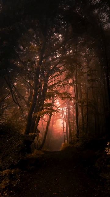 Fredo de Gaultier - Passion and Pain, Pt.3 #forest #nature #autumn #travel #sunset #aesthetic смотреть онлайн