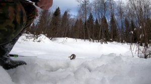 Подержать толстого хариуса на леске.