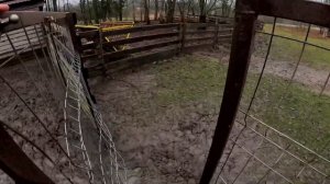 Выпустил страусов ! Строю дальше ! Сделал выгул ! ХУТОР В ЛЕСУ №886