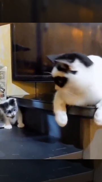 Коты грабители смотреть онлайн