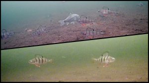 Под водой #19