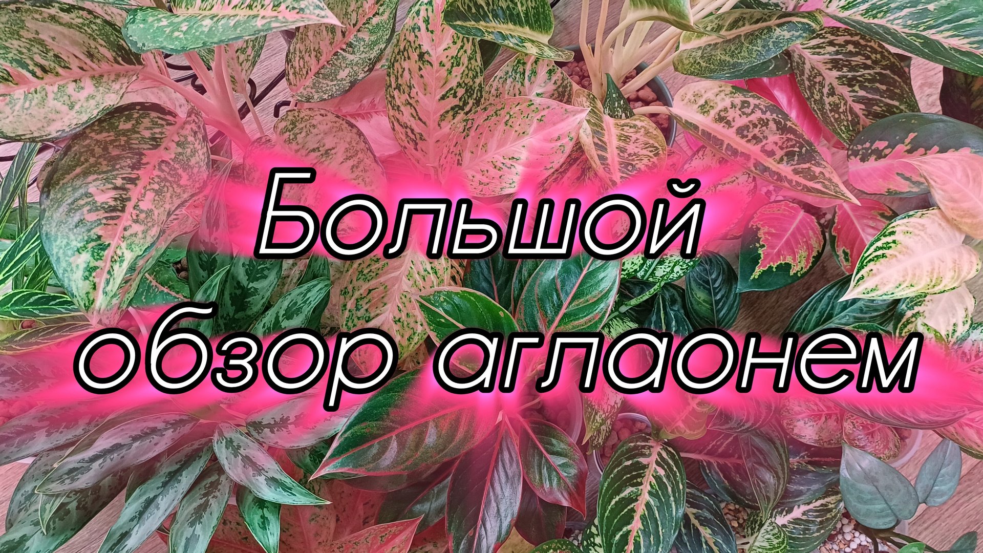 Комнатные растения🌺🌿🌺🌿🌺 Обзор коллекции моих аглаонем🤗❤️