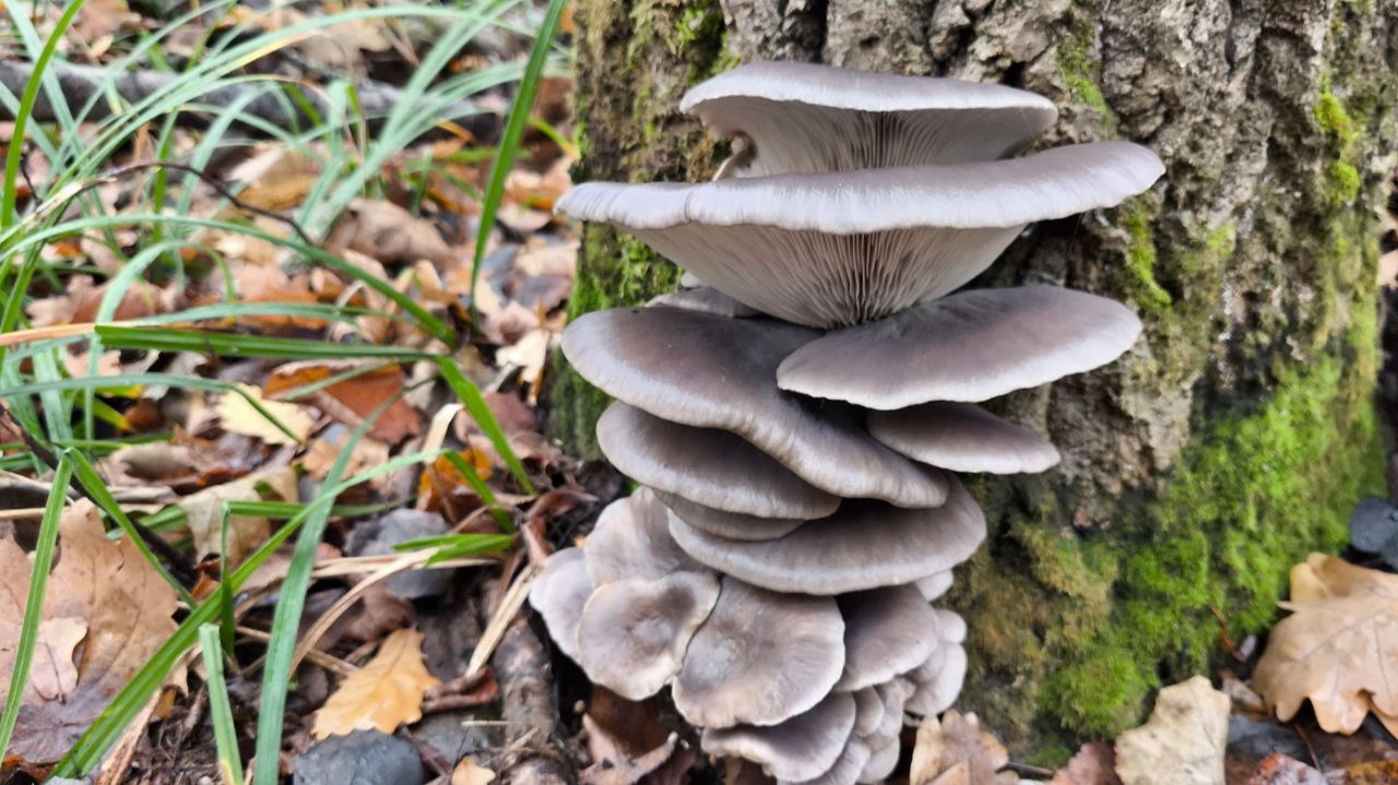 СКАЗОЧНАЯ ОСЕНЬ!!! В каждом лесу грибы. Сбор грибов в ноябре смотреть онлайн