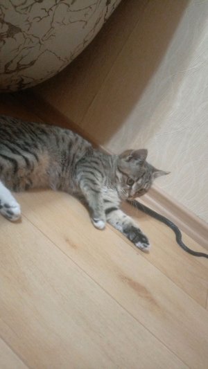 #роблокс #Лего#кс2