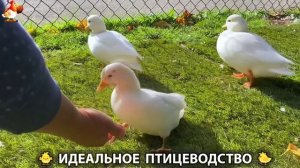 Идеальное птицеводство достойно восхищения 🐓🦆🦢🦚🦃🐔 эпизод (404)