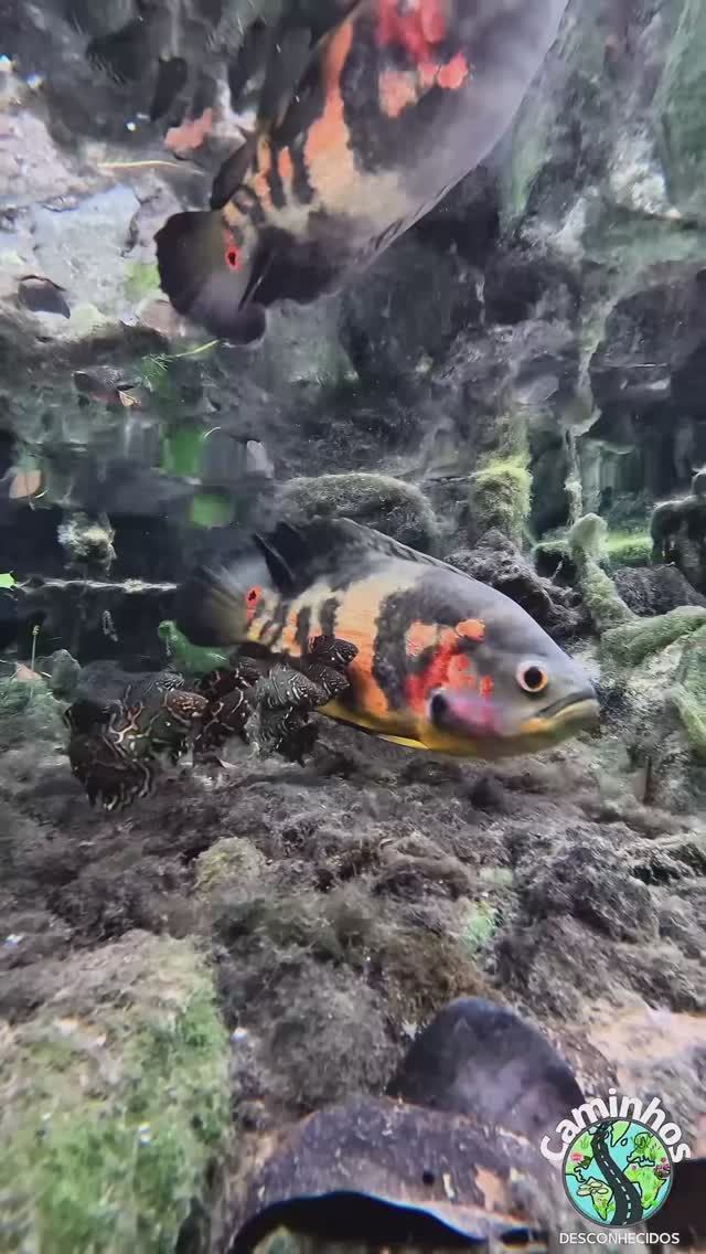 Мальки Астронотуса в дикой природе