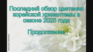 Последний обзор корейской хризантемы в сезоне 2025. Подолжение