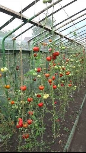 Куда девать томатную ботву? смотреть онлайн