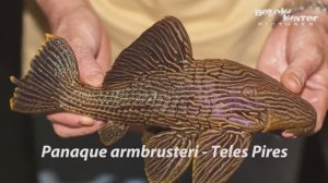 Бразилия: Сомы Панак из реки Арагуая. Поимка в природе и содержание в аквариуме..