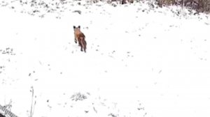 Карантин по бешенству ввели в Новосибирске из-за нападения лисы на женщину