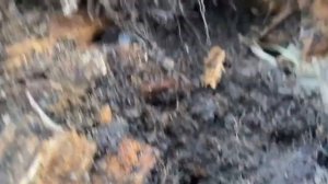 Снова о гумусе и плодородии. Посадка голубики в саду