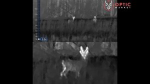 Сравнение тепловизионных прицелов Longot TR650L и iRay Tube TH 50V2