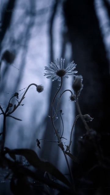 Fredo de Gaultier - Deserted Shore #forest #dark #flowers #rain #gloomy #peace #livewallpaper смотреть онлайн