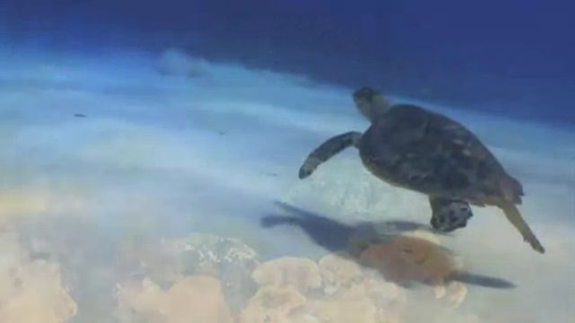 Исцеляющий настрой замедляющий старение смотреть онлайн