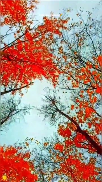 #красотаприроды #осень2025год #небо #листья #деревья #событиедня #12октября2025год #мудрыемысли смотреть онлайн