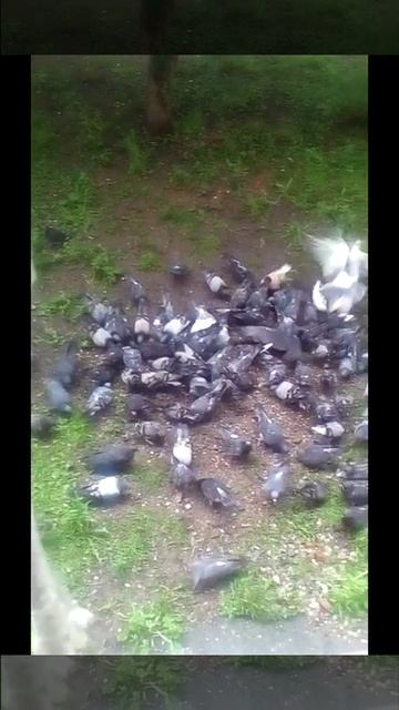 Много голубей за окном, кормлю голубей с 2015 года на первом этаже смотреть онлайн