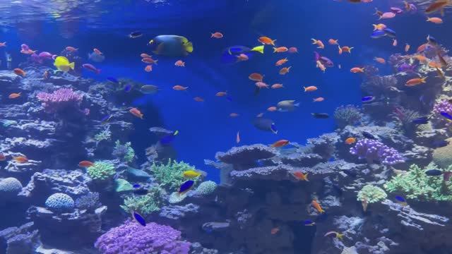 США, Сан-Диего: Океанариум Birch