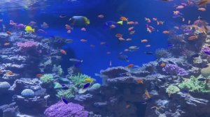 США, Сан-Диего: Океанариум Birch