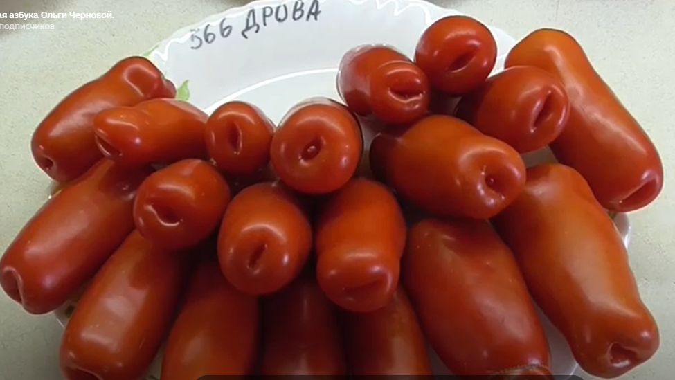 "ОДИН ИЗ САМЫХ ПЛОХИХ ТОМАТОВ!" - пишут мне зрители. Отвечаю. смотреть онлайн