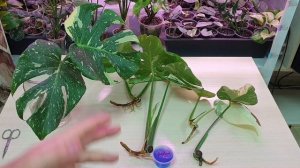 как получить много корней у монстеры