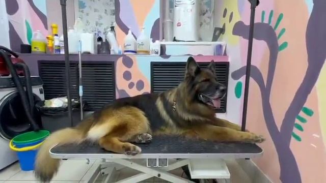 «Царя помыли» 👑 Баларис ДЕСАНТ, 9 лет смотреть онлайн