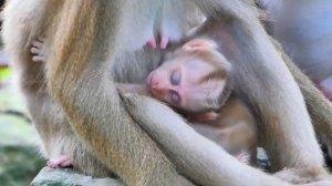 И снова Либби  и Лили    1000041450.mp4