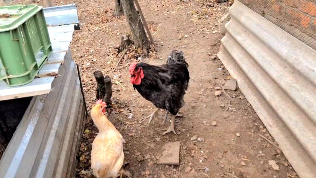 888 Мы их выпустили. Стройка продолжается. Каждый на своём месте. смотреть онлайн