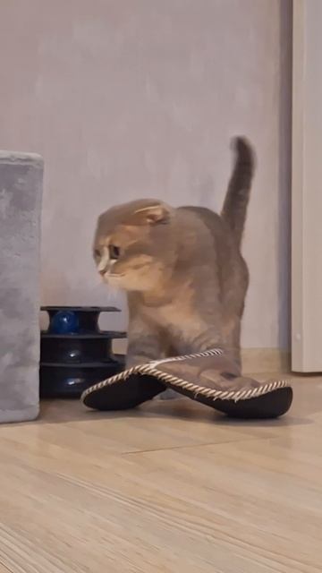 Тапок