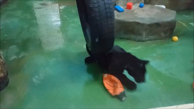 Ягуарчик Габриэль играет с игрушками 13.11.2025 смотреть онлайн