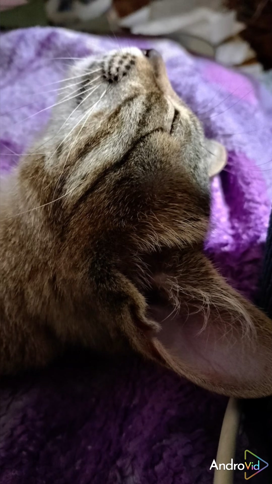 Интересно, каким считает меня кот!😂😻 #кошки #приколы #cat #shorts смотреть онлайн