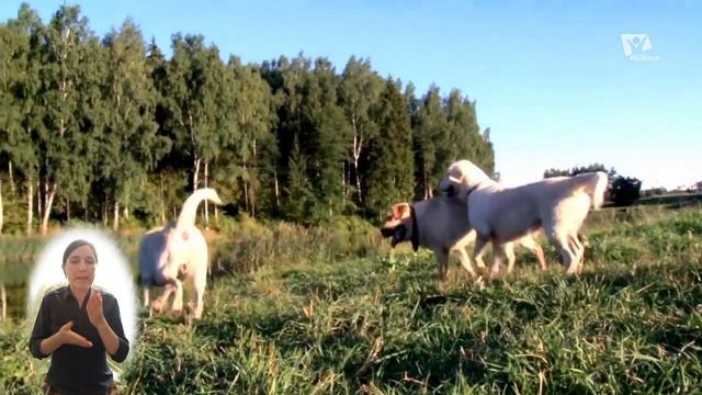 Глухих DEAF. Творение учит нас | Собаки