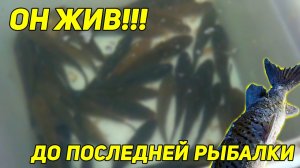 Главная уловка таёжного рыбака: живец живой до последней рыбалки! Лёд 150 см, как мы его бурим