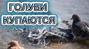 Голуби купаются в ручейке.
Впервые увидела.