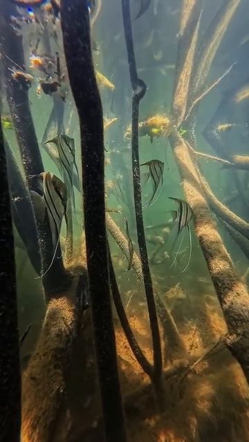 Скалярии в дикой природе