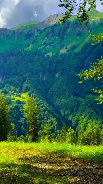 Fredo de Gaultier - Passion and Pain, Pt.4 #Switzerland #forest #mountains #florianmacek смотреть онлайн