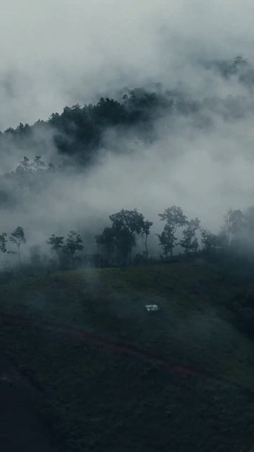 Fredo de Gaultier - Sparrow in the Rain #Thailand #forest #road #northernthailand #Bangkok #thais смотреть онлайн