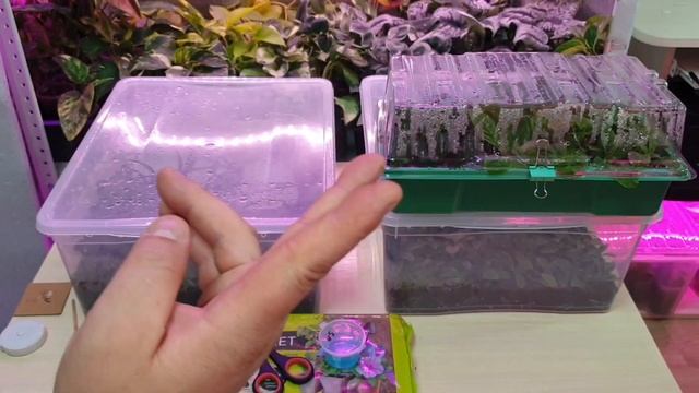 сто процентное укоренение гортензий смотреть онлайн