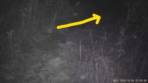 Кто охотится на лошадей? Хищники в лесу.