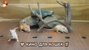 Видео для кошек про крысок развлекать питомцев 🐭🐀😂 (376)