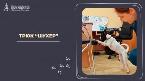 Учим трюк "Шухер"