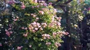 розы в саду