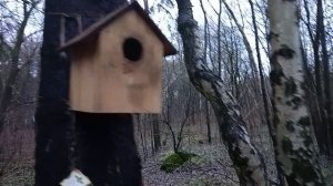 Прогулка по аллее лесопарка "Бицевский лес " , красивые кормушки для белочек и птиц