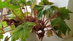 Как вырастить экзотическое растение Бегония Борщевиколистная