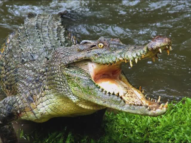 Невероятные факты о рептилии под название КРОКОДИЛ, которые вас шокируют! ☺️ смотреть онлайн