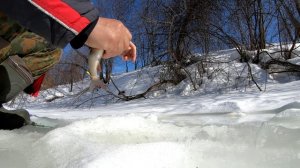 Ловля хариуса.Рыбное многообразие на хариусовой речке.
