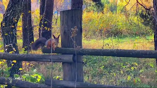 Альберт Громов - Не возвращайтесь никогда. Вот это ПЕСНЯ! смотреть онлайн