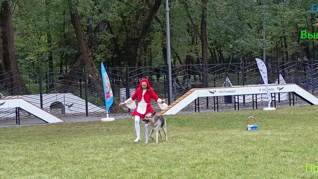 Площадка для собак. Часть Первая